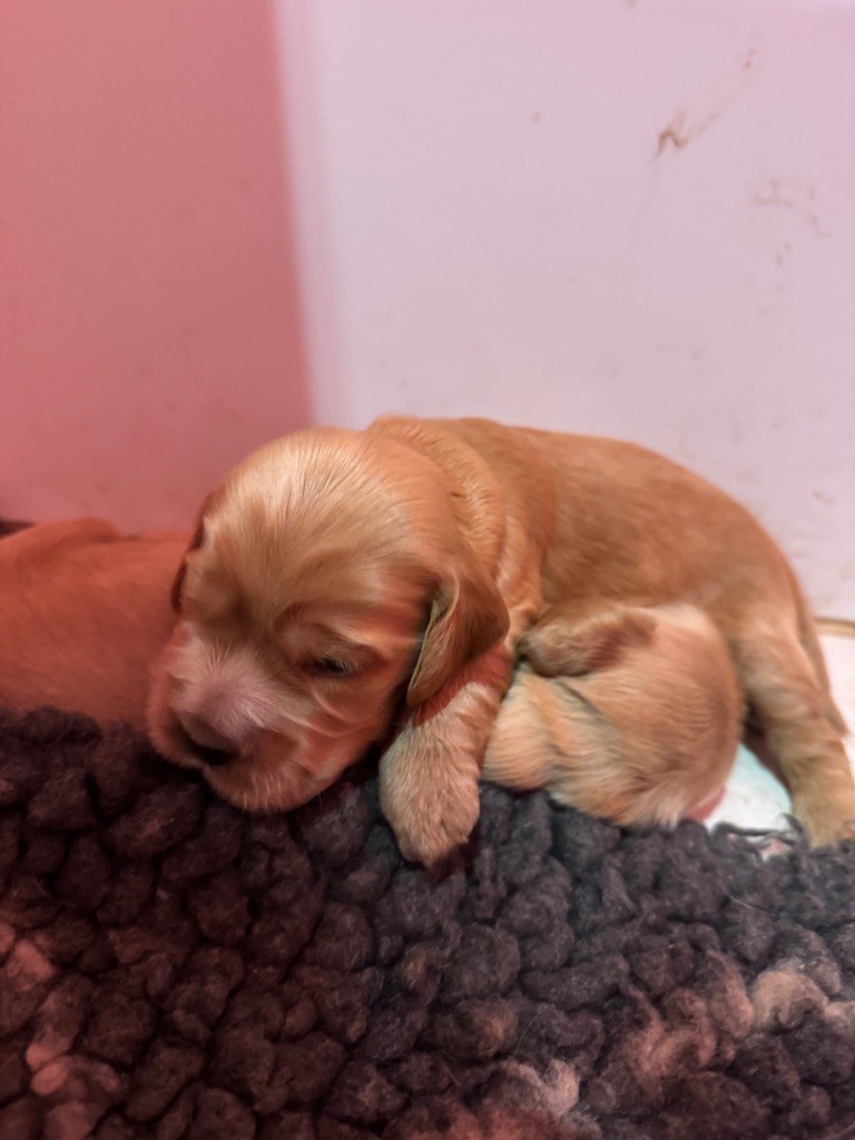 de la douce folie - Chiots disponibles - Cocker Spaniel Anglais