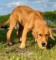 de la douce folie - Chiots disponibles - Golden Retriever