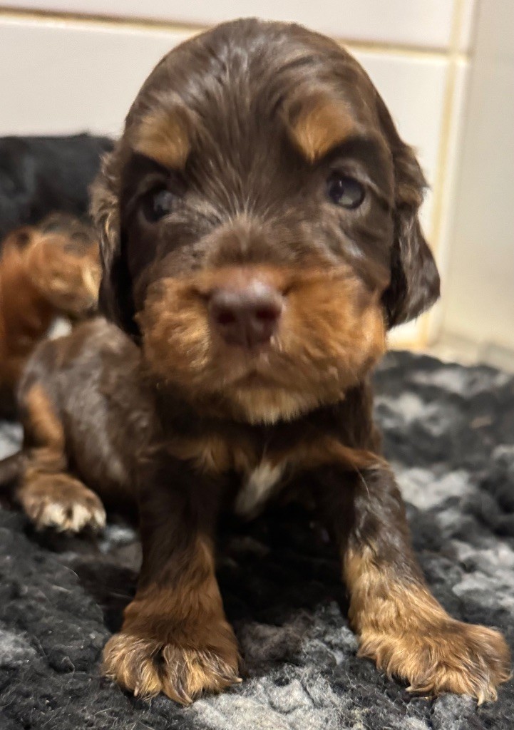 de la douce folie - Chiots disponibles - Cocker Spaniel Anglais