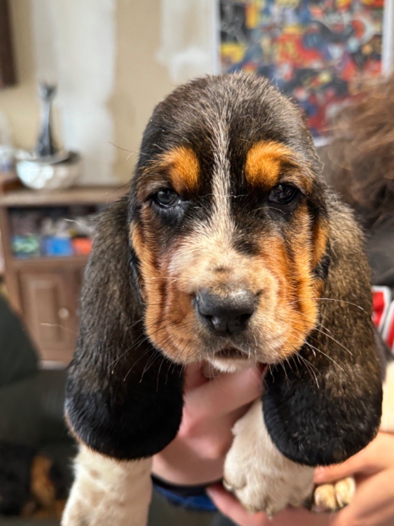 de la douce folie - Chiots disponibles - Basset Hound